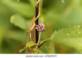 Attēlu rezultāti vaicājumam “Cuscuta europaea”