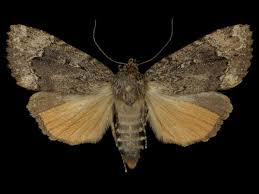 Attēlu rezultāti vaicājumam “Amphipyra”