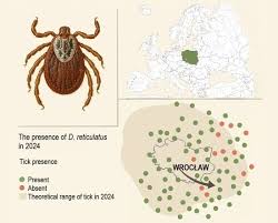 Attēlu rezultāti vaicājumam “Dermacentor reticulatus”
