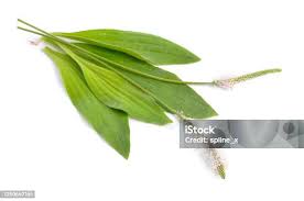 Attēlu rezultāti vaicājumam “Plantago media leaf”