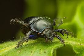 Attēlu rezultāti vaicājumam “Geotrupes stercorarius”