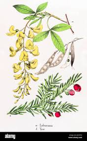 Attēlu rezultāti vaicājumam “Laburnum alpinum leaf”