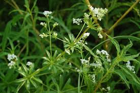 Attēlu rezultāti vaicājumam “Galium rivale”