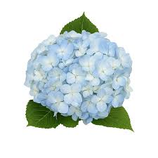 Attēlu rezultāti vaicājumam “Hydrangea”