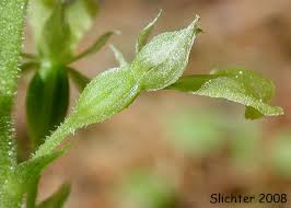 Attēlu rezultāti vaicājumam “Listera ovata fruit”