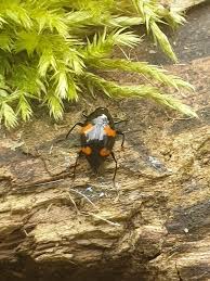 Attēlu rezultāti vaicājumam “Scaphidium quadrimaculatum”