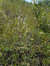 Attēlu rezultāti vaicājumam “Poa angustifolia”