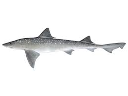 Image result for Mustelus palumbes