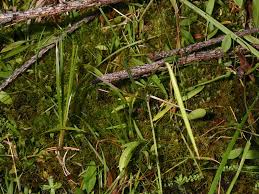 Attēlu rezultāti vaicājumam “Helodium blandowii”