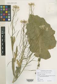 Attēlu rezultāti vaicājumam “Brassica napus”