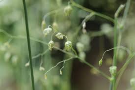 Attēlu rezultāti vaicājumam “Briza media fruit”