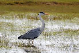 Attēlu rezultāti vaicājumam “Ardea cinerea”