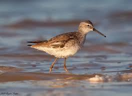 Image result for Calidris himantopus