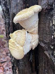 Attēlu rezultāti vaicājumam “Inonotus leporinus”