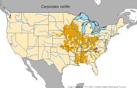 Image result for Carpiodes velifer