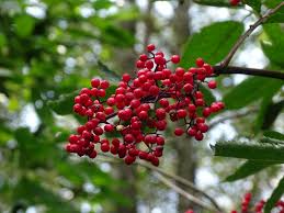 Attēlu rezultāti vaicājumam “Sambucus racemosa fruit”