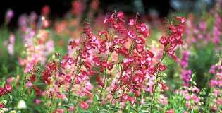 Image result for Penstemon