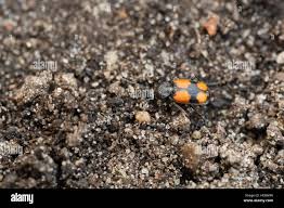 Attēlu rezultāti vaicājumam “Panagaeus cruxmajor”