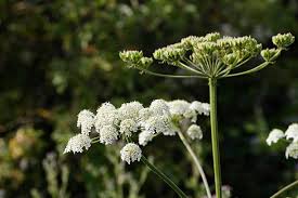 Image result for Heracleum sphondylium