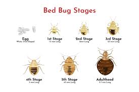 Image result for bed bugs