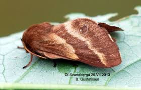 Attēlu rezultāti vaicājumam “Malacosoma castrensis male”