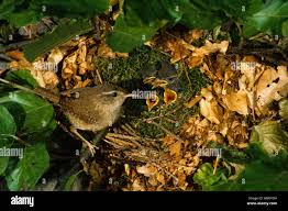 Attēlu rezultāti vaicājumam “Troglodytes troglodytes nest”