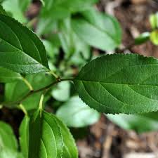 Attēlu rezultāti vaicājumam “Rhamnus cathartica leaf”