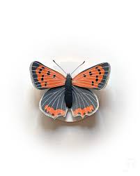 Attēlu rezultāti vaicājumam “Lycaena phlaeas”