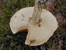 Attēlu rezultāti vaicājumam “Leccinum versipelle”