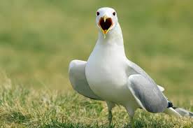 Attēlu rezultāti vaicājumam “Larus canus”