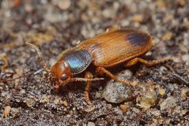 Attēlu rezultāti vaicājumam “Diachromus germanus”