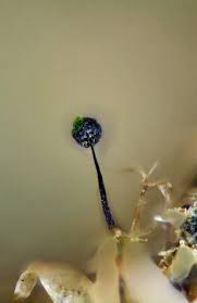 Attēlu rezultāti vaicājumam “Barbeyella minutissima”