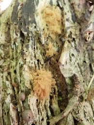 Attēlu rezultāti vaicājumam “Cribraria cancellata var. fusca stalked”