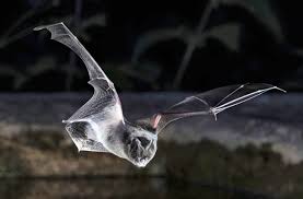 Attēlu rezultāti vaicājumam “Barbastella barbastellus”