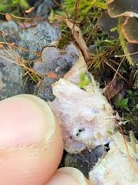 Attēlu rezultāti vaicājumam “Peltigera extenuata”