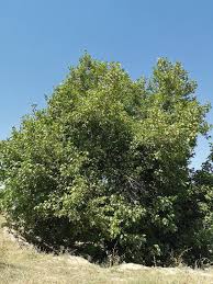 Attēlu rezultāti vaicājumam “Juglans x sinensis”