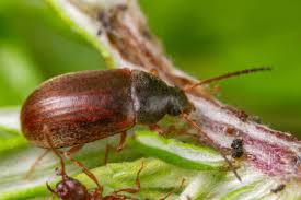 Attēlu rezultāti vaicājumam “Isomira murina”