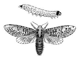 Attēlu rezultāti vaicājumam “Cossidae”