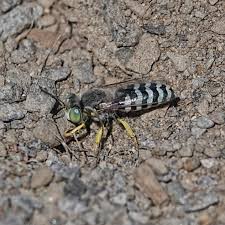 Attēlu rezultāti vaicājumam “Crabronidae”