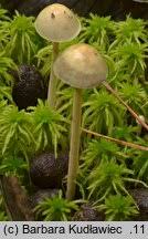 Attēlu rezultāti vaicājumam “Protostropharia alcis”