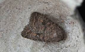 Attēlu rezultāti vaicājumam “Caradrina morpheus”