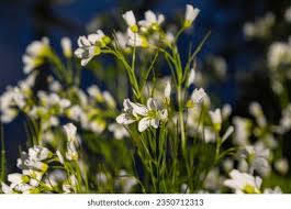Attēlu rezultāti vaicājumam “Cardamine amara flower”