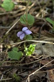 Attēlu rezultāti vaicājumam “Viola epipsila flower”