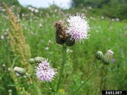 Attēlu rezultāti vaicājumam “Cirsium arvense fruit”