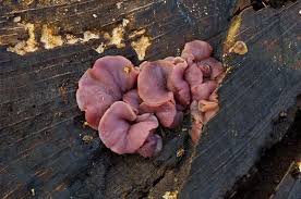 Attēlu rezultāti vaicājumam “Ascocoryne cylichnium”