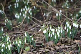Attēlu rezultāti vaicājumam “Galanthus nivalis fruit”