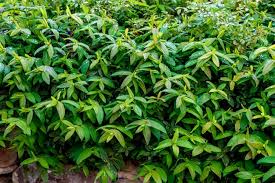Attēlu rezultāti vaicājumam “Hypericum perforatum leaf”