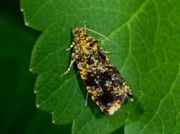 Attēlu rezultāti vaicājumam “Celypha siderana”