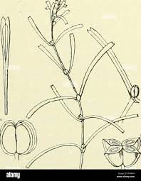 Attēlu rezultāti vaicājumam “Callitriche verna”