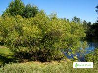 Attēlu rezultāti vaicājumam “Salix triandra”